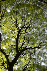 silhouette of a tree with green foliage