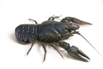 Crawfish