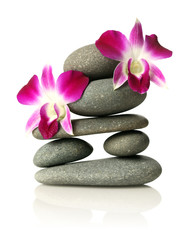 Orchids on stacked stones
