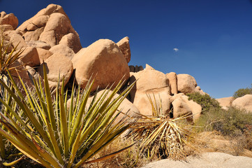 Desert rocks and cactus