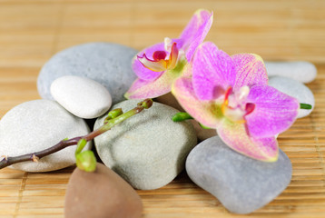 Orchidee und Wellness