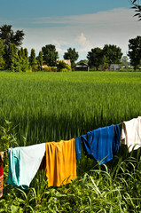 Hanging drying colorful clothes in rice field