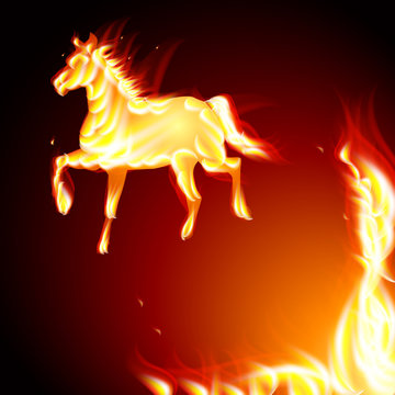Fiery stallion. Horse
