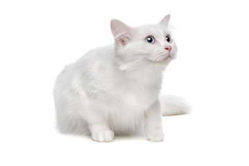 white cat