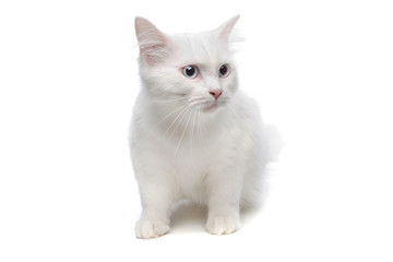 white cat