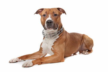 American Staffordshire Terrier isolated on white
