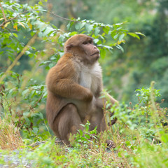 Monkey in the wild