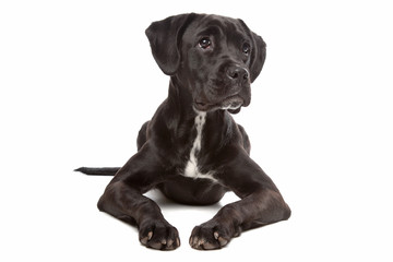 Obraz premium mixed breed puppy. mix from a boxer and a labrador