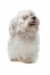 maltese dog