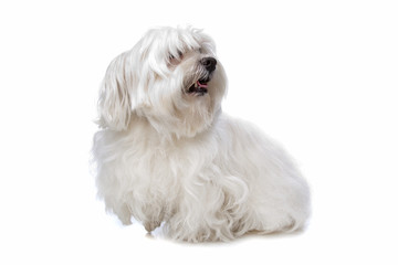 maltese dog