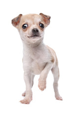 Obraz premium chihuahua