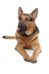 german shepherd isolated on a white background