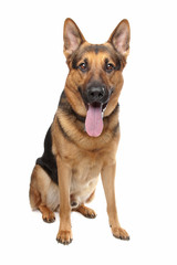 german shepherd isolated on a white background