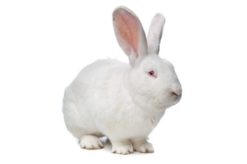 huge white rabbit