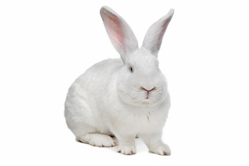 huge white rabbit