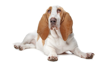 basset hound