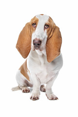 basset hound