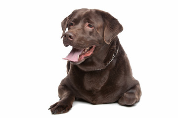 Obraz premium chocolate Labrador Retriever