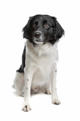 Stabyhoun or Frisian Pointing Dog