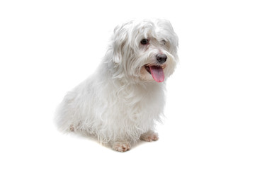 maltese dog