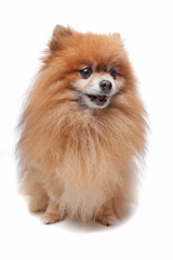 Obraz premium Keeshond (Dutch Dog breed)