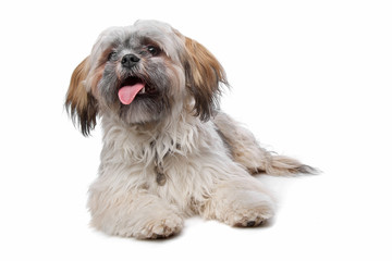shih tzu