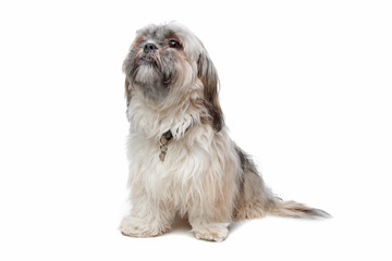 shih tzu