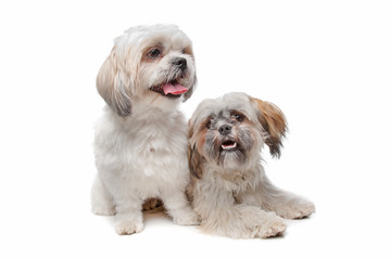 shih tzu