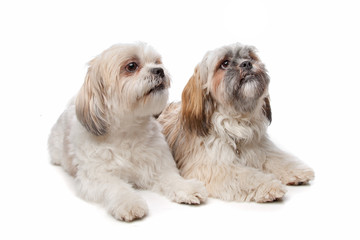 shih tzu