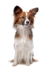 papillon or Butterfly Dog
