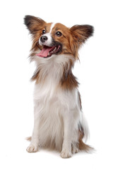 papillon or Butterfly Dog