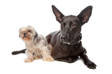 a small and a big dog isolated on a white background