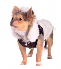 Chihuahua puppy wearing trendy coat, standing, looking aside