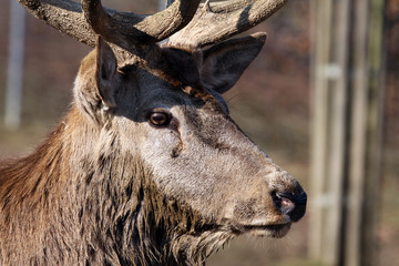 Rothirsch - Cervus elaphus © Benshot