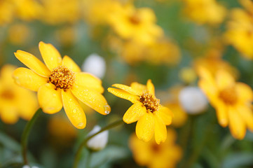 yellow flower