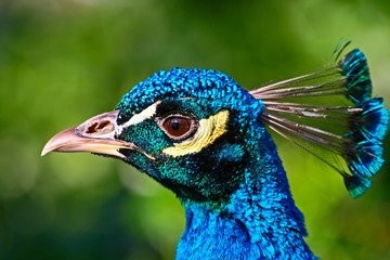 Indian peacock head on the green background
