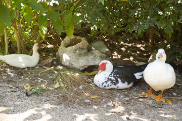 Papere in giardino