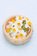 narcissus in the box