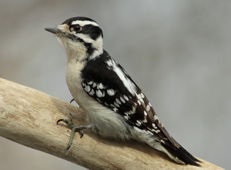 Female Downy Woodpecker