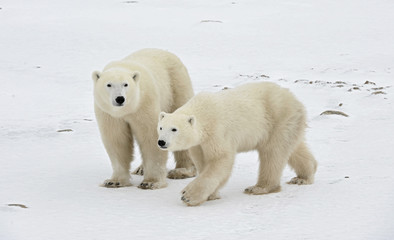 Two polar bears.