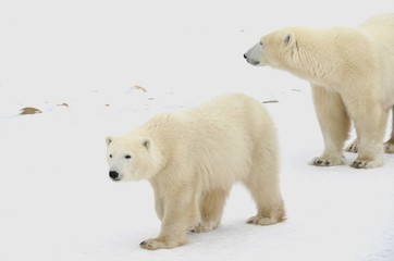 Fototapeta na wymiar Two polar bears.