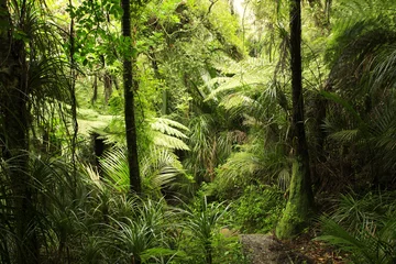 Zelfklevend Fotobehang Tropical forest © Stillfx