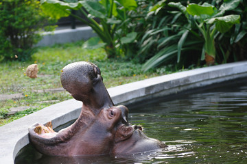 Fototapeta na wymiar Hippopotamus amphibius