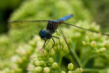 Blue Dasher