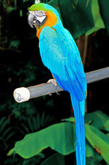 Colourful parrot bird sitting on the perch