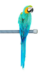 Colourful parrot bird sitting on the perch © Elnur
