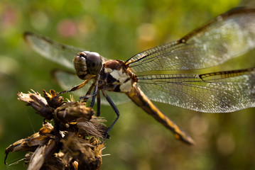 Blue Dasher