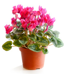 Blossoming plant of cyclamen in flowerpot isolated on white. - obrazy, fototapety, plakaty