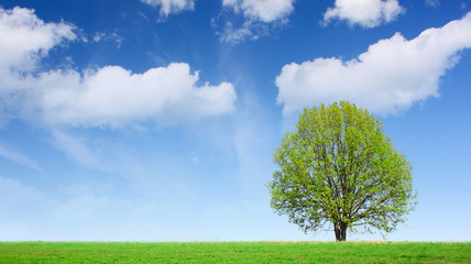Fototapeta premium Tree