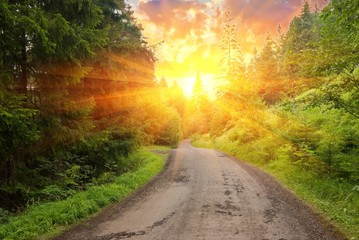 forest road in a rays of sun